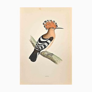 Alexander Francis Lydon, Hoopoe, Woodcut Print, 1870-ZCI-1405712