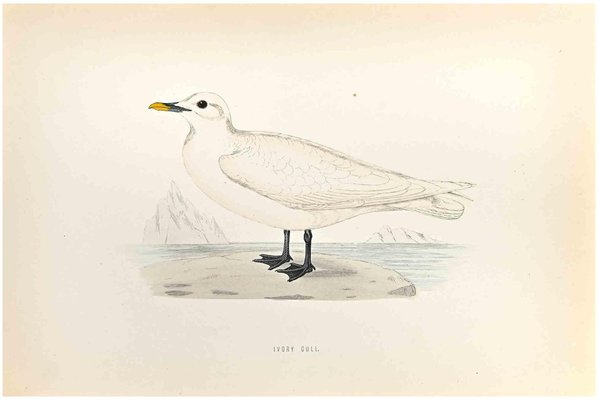 Alexander Francis Lydon, Ivory Gull, Woodcut Print, 1870-ZCI-1759121