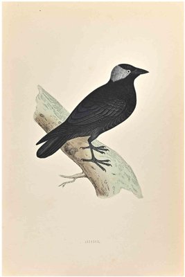 Alexander Francis Lydon, Jackdaw, Woodcut Print, 1870-ZCI-1759062