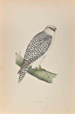 Alexander Francis Lydon, Jer-Falcon, Woodcut Print, 1870-ZCI-1389115