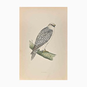 Alexander Francis Lydon, Jer-Falcon, Woodcut Print, 1870-ZCI-1389115