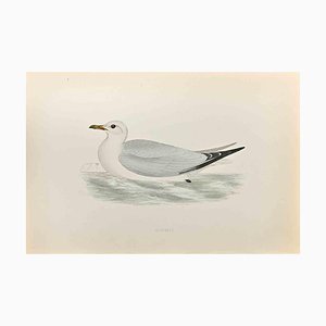 Alexander Francis Lydon, Kittiwake, Woodcut Print, 1870-ZCI-1403532