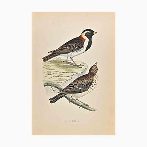 Alexander Francis Lydon, Lapland Bunting, Woodcut Print, 1870-ZCI-1404996