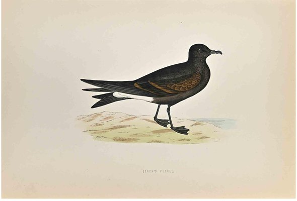 Alexander Francis Lydon, Leach's Petrel, Woodcut Print, 1870-ZCI-1759115