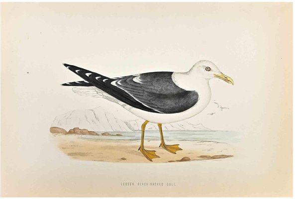 Alexander Francis Lydon, Lesser Black-Backed Gull, Woodcut Print, 1870-ZCI-1759134