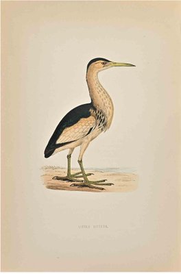 Alexander Francis Lydon, Little Bittern, Woodcut Print, 1870-ZCI-1758951