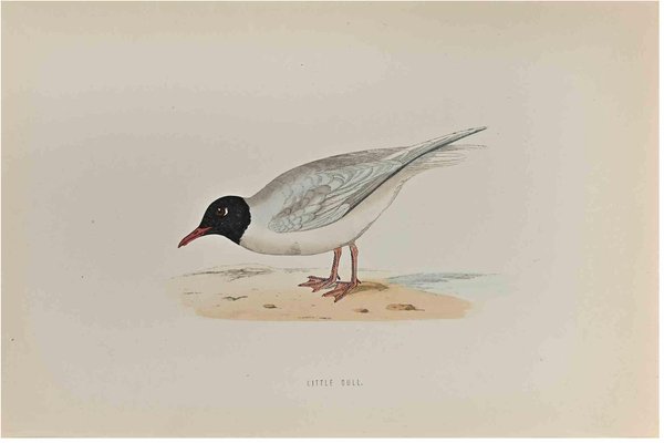 Alexander Francis Lydon, Little Gull, Woodcut Print, 1870-ZCI-1759169