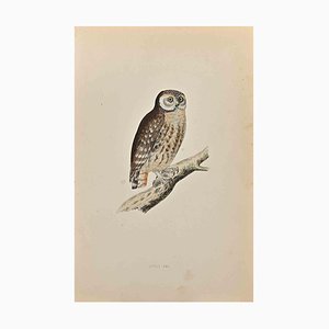 Alexander Francis Lydon, Little Owl, Woodcut Print, 1870-ZCI-1759058