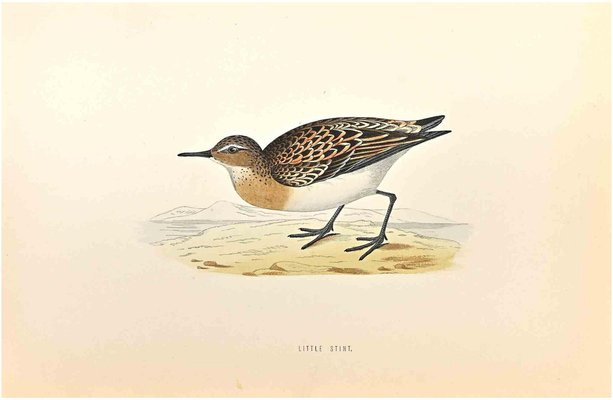 Alexander Francis Lydon, Little Stint, Woodcut Print, 1870-ZCI-1759068