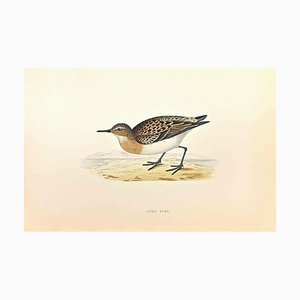 Alexander Francis Lydon, Little Stint, Woodcut Print, 1870-ZCI-1759068