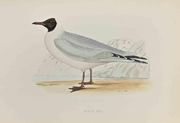 Alexander Francis Lydon, Masked Gull, Woodcut Print, 1870-ZCI-1437138