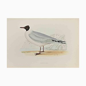 Alexander Francis Lydon, Masked Gull, Woodcut Print, 1870-ZCI-1437138