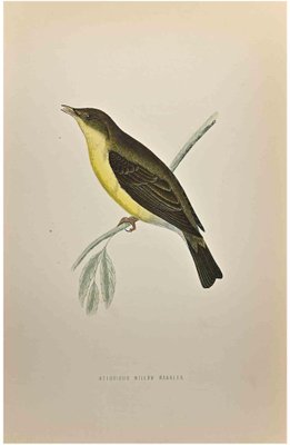 Alexander Francis Lydon, Melodious Willow Warbler, Woodcut Print, 1870-ZCI-1759024