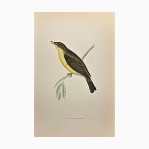 Alexander Francis Lydon, Melodious Willow Warbler, Woodcut Print, 1870-ZCI-1759024