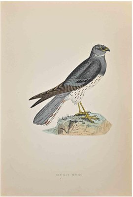 Alexander Francis Lydon, Montacu's Harrier, Woodcut Print, 1870-ZCI-1759027