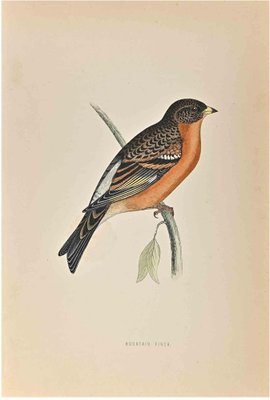 Alexander Francis Lydon, Mountain Finch, Woodcut Print, 1870-ZCI-1758948