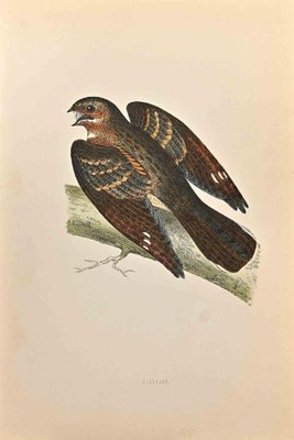 Alexander Francis Lydon, Nightjar, Woodcut Print, 1870-ZCI-1403533