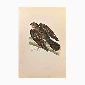 Alexander Francis Lydon, Nightjar, Woodcut Print, 1870-ZCI-1403533