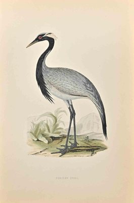 Alexander Francis Lydon, Numidian Crane, Woodcut Print, 1870-ZCI-1403477