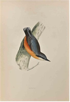 Alexander Francis Lydon, Nuthatch, Woodcut Print, 1870-ZCI-1759089