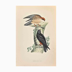 Alexander Francis Lydon, Orange-Legged Hobby, Woodcut Print, 1870-ZCI-1403514