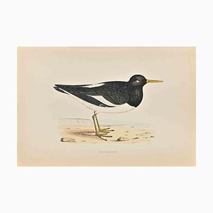 Alexander Francis Lydon, Oyster-Catcher, Woodcut Print, 1870-ZCI-1758990