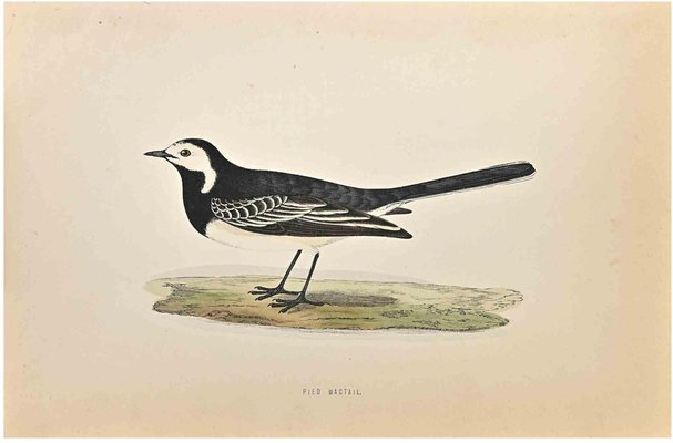 Alexander Francis Lydon, Pied Wagtail, Woodcut Print, 1870-ZCI-1759032