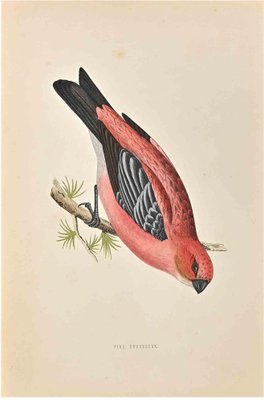 Alexander Francis Lydon, Pine Grossbeak, Woodcut Print, 1870-ZCI-1759090