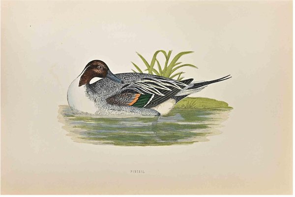 Alexander Francis Lydon, Pintail, Woodcut Print, 1870-ZCI-1759075