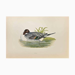 Alexander Francis Lydon, Pintail, Woodcut Print, 1870-ZCI-1759075