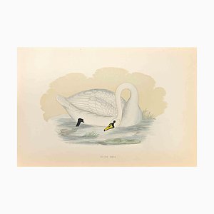 Alexander Francis Lydon, Polish Swan, Woodcut Print, 1870-ZCI-1404994