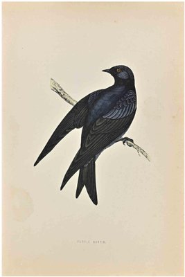 Alexander Francis Lydon, Purple Martin, Woodcut Print, 1870-ZCI-1759061