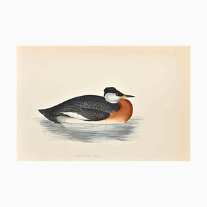 Alexander Francis Lydon, Red-Necked Grebe, Woodcut Print, 1870-ZCI-1759097