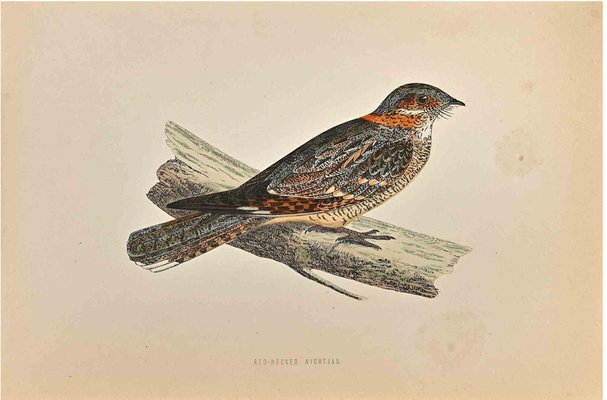 Alexander Francis Lydon, Red-Necked Nightjar, Woodcut Print, 1870-ZCI-1759104