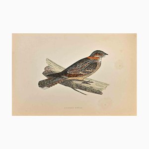 Alexander Francis Lydon, Red-Necked Nightjar, Woodcut Print, 1870-ZCI-1759104