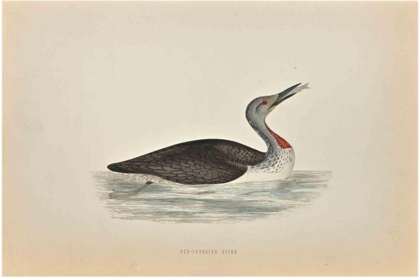 Alexander Francis Lydon, Red-Throated Diver, Woodcut Print, 1870-ZCI-1758976