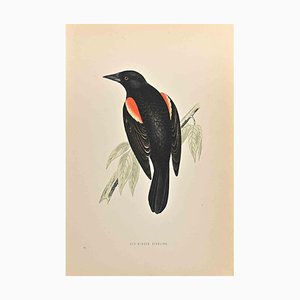 Alexander Francis Lydon, Red-Winged Starling, Woodcut Print, 1870-ZCI-1759023