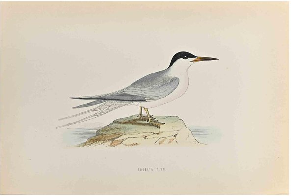 Alexander Francis Lydon, Roseate Tern, Woodcut Print, 1870-ZCI-1759126