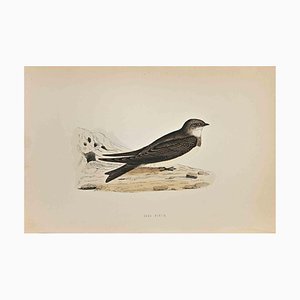 Alexander Francis Lydon, Sand Martin, Woodcut Print, 1870-ZCI-1759111