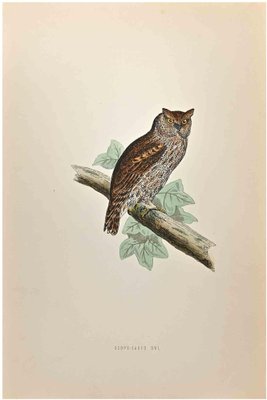 Alexander Francis Lydon, Scops-Eared Owl, Woodcut Print, 1870-ZCI-1759059