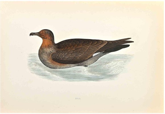 Alexander Francis Lydon, Skua, Woodcut Print, 1870-ZCI-1759099