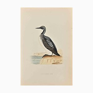 Alexander Francis Lydon, Slack-Throated Diver, Woodcut Print, 1870-ZCI-1758975