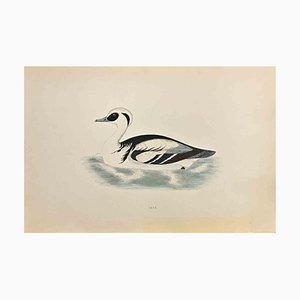 Alexander Francis Lydon, Smew, Woodcut Print, 1870-ZCI-1758943