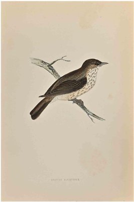 Alexander Francis Lydon, Spotted Flycatcher, Woodcut Print, 1870-ZCI-1759004