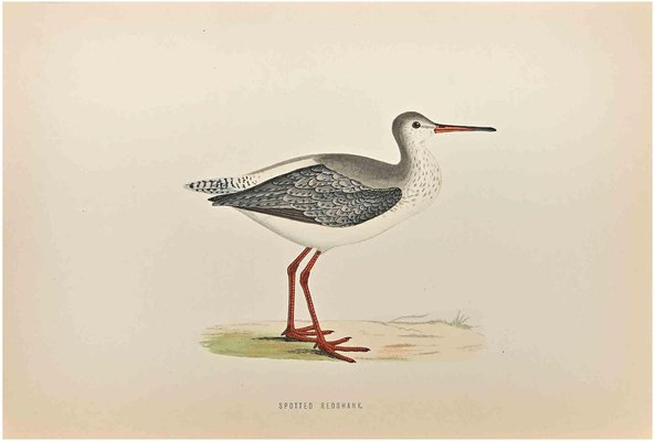 Alexander Francis Lydon, Spotted Redshank, Woodcut Print, 1870-ZCI-1758977