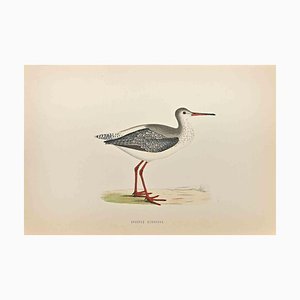 Alexander Francis Lydon, Spotted Redshank, Woodcut Print, 1870-ZCI-1758977