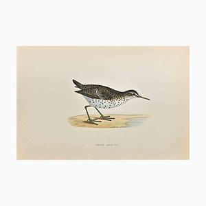 Alexander Francis Lydon, Spotted Sandpiper, Woodcut Print, 1870-ZCI-1759056