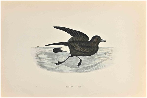 Alexander Francis Lydon, Stormy Petrel, Woodcut Print, 1870-ZCI-1759137