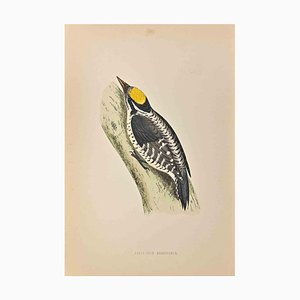 Alexander Francis Lydon, Three-Toed Woodpecker, Woodcut Print, 1870-ZCI-1759087