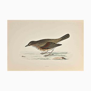 Alexander Francis Lydon, Thrush, Woodcut Print, 1870-ZCI-1758998